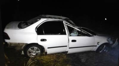 Лось убил водителя и пассажира легковушки в Красноярском крае