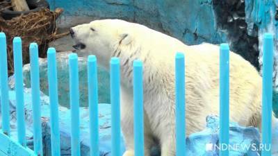 Житель Якутии выжил после нападения белого медведя