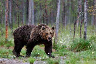 Медведя, разорявшего пасеки в Глазовском районе, застрелили