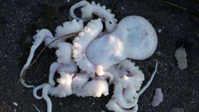 В воде у берегов Камчатки, где погибли морские животные, выявили четырёхкратное превышение ПДК нефти