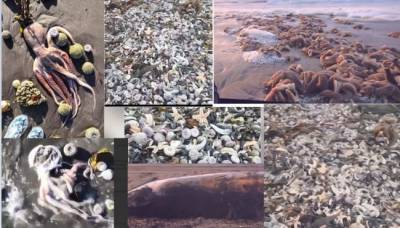 Загадка отравления морской фауны на Камчатке: выводы Генпрокуратуры