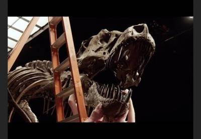 ВИДЕО: Скелет тираннозавра продали на торгах Christie’s за рекордные 32 миллиона долларов