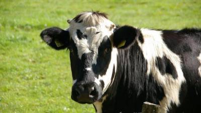 Коров предложили сделать светлее для адаптации к изменениям климата
