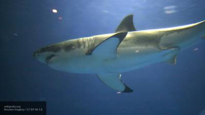 Исследователи поймали белую акулу колоссальных размеров