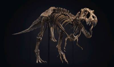 Скелет тираннозавра Стэна продали с молотка за 32 млн долларов