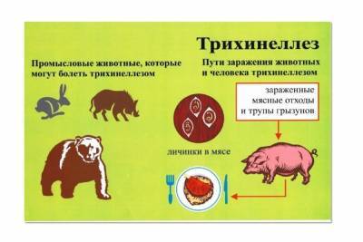 В Костромской области ввели еще один карантин — на сей раз «медвежий»