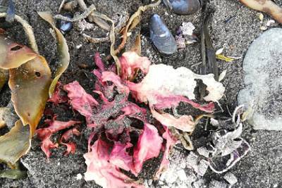 Следователи завели уголовное дело из-за загрязнения пляжей на Камчатке