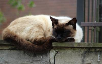 В Англии пропавшего кота нашли спустя шесть лет