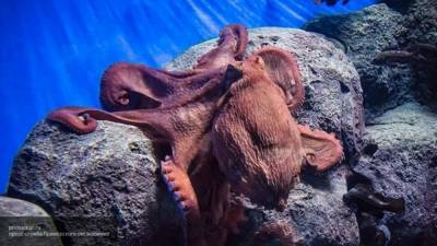 Мертвых осьминогов прибило к берегу на Курильских островах