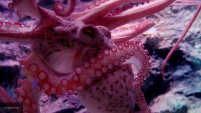 Гору мертвых осьминогов обнаружили у побережья Парамушира