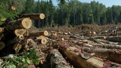 В России пресекли массовую контрабанду леса из Иркутской области в Китай