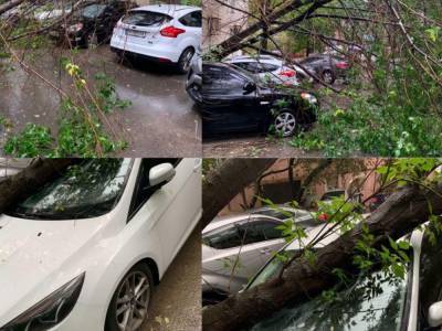 Рухнувшее дерево разбило авто в центре Киева