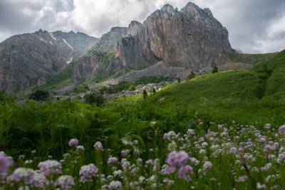 Ученые обнаружили более 100 диких родичей культурных растений в Кавказском заповеднике