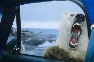 Якутский оленевод выжил после схватки с белым медведем
