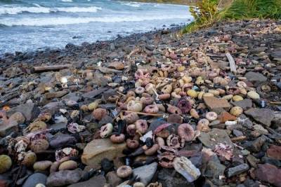 Ученый рассказал о нетипичном виде погибших на Камчатке морских обитателей