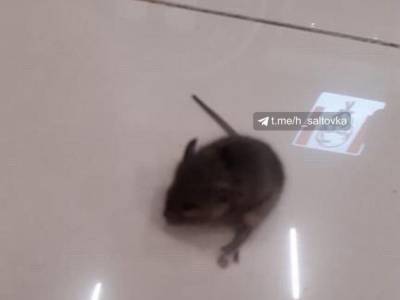 В харьковском ТРЦ посетители фуд-корта заметили огромную крысу
