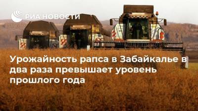 Урожайность рапса в Забайкалье в два раза превышает уровень прошлого года