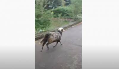 В Черновцах овца гуляет по улицам и ходит в магазин