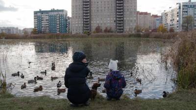 Ученые обеспокоены скоплением уток в Петербурге из-за угрозы птичьего гриппа