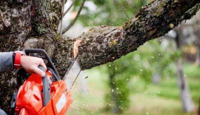 В центре Лисичанска удалят аварийные деревья