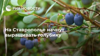 На Ставрополье начнут выращивать голубику