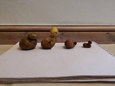 «Коронавирус делает забавные вещи и с нашим урожаем»: фермер собрал уникальный картофель