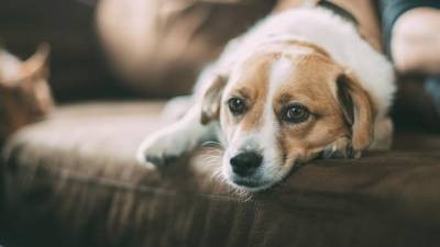 Названы недостатки использования собак для поиска заболевших COVID-19