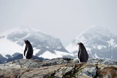Десятки древних мумий пингвинов обнаружены в Антарктиде - Cursorinfo: главные новости Израиля