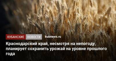 Краснодарский край, несмотря на непогоду, планирует сохранить урожай на уровне прошлого года