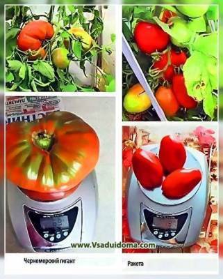 Сравнение выращивания одних и тех же томатов в теплице и открытом грунте – отзывы