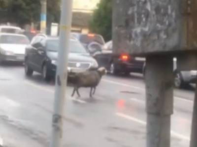 Забегала в магазин одежды: По улицам Черновцов уже второй день бегает овца