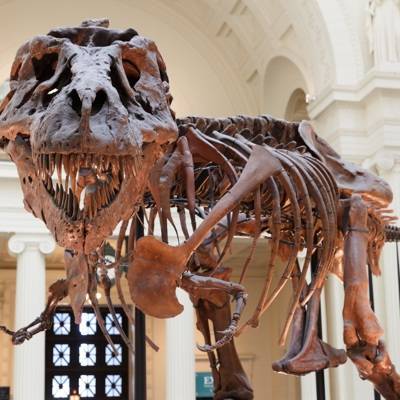 Скелет тираннозавра продали на аукционе в США