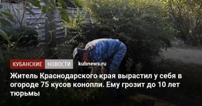Житель Краснодарского края вырастил у себя в огороде 75 кусов конопли. Ему грозит до 10 лет тюрьмы