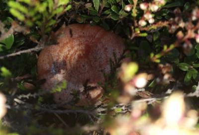 Фото: грибники нашли огромные рыжики в Ленобласти