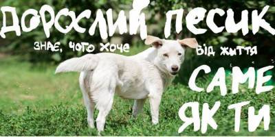 Они знают, что хотят от жизни. В Украине запустили кампанию, призывающую забирать из приютов взрослых котов и собак