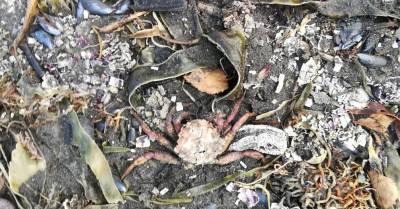 Загрязнение залива на Камчатке: десятки пострадавших, мертвые осьминоги и уголовное дело