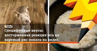 Специфичные вкусы: восторженная реакция пса на вареный рис попала на видео