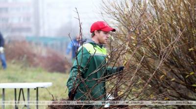 Более 700 деревьев и кустарников высадят возле "Борисов-Арены" до конца недели