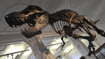 Скелет тиранозавра "Стена" продали более чем за $ 30 млн