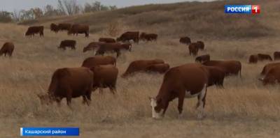 Увеличили поголовье до 160 коров: история семейного бизнеса в Кашарском районе
