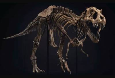На аукционе за рекордные $32 млн продали скелет тираннозавра