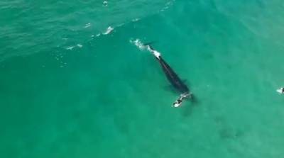 Величественный экстрим! Серферы прокатились по волнам с китами - видео
