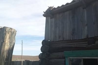 Рысёнок забрался на баню в селе Ононского района