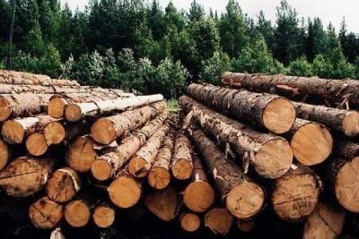 Глава МВД России рассказал об ущербе Забайкальскому краю из-за вырубки леса