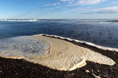 Ученые не нашли токсинов в воде у побережья Камчатки