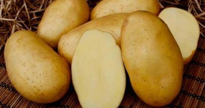 Белорусские селекционеры работают над созданием новых сортов картофеля с высоким содержанием крахмала