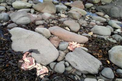 На берег Парамушира выбросило мертвых осьминогов