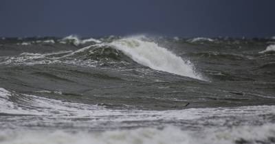 Выдвинута новая версия о причинах гибели 95% обитателей морского дна у берегов Камчатки