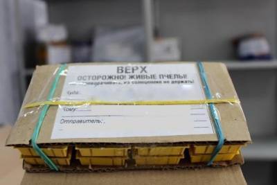 Пчёл и пиявок присылают забайкальцам в посылках — топ необычных грузов от «Почты России»
