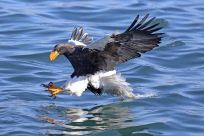 Greenpeace: загрязнение океана на Камчатке может привести к гибели редких птиц